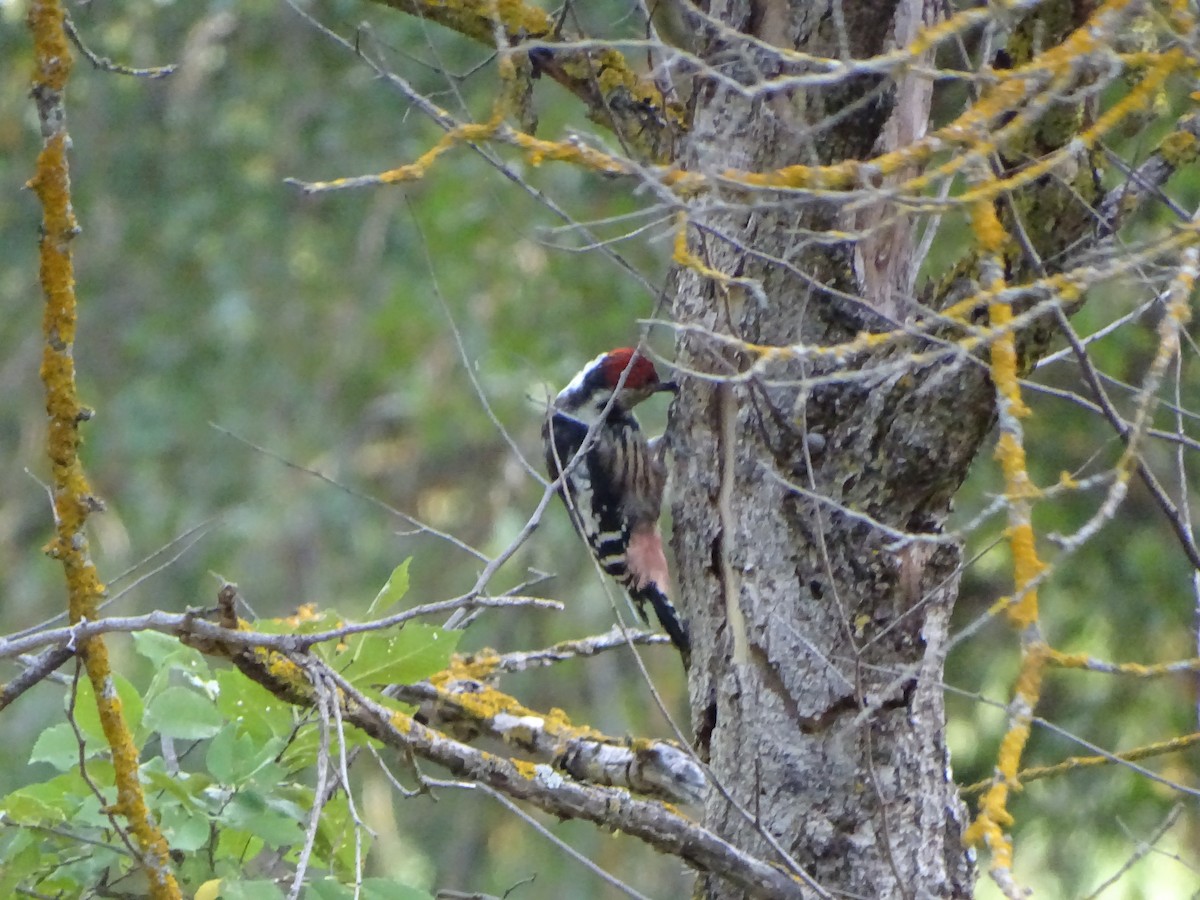 Middle Spotted Woodpecker - ML364090211