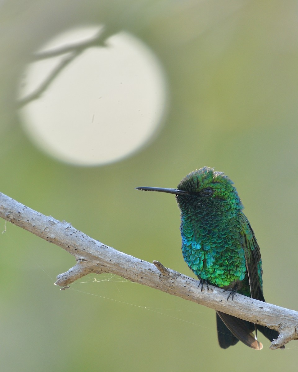 Blue-tailed Emerald - ML36409091