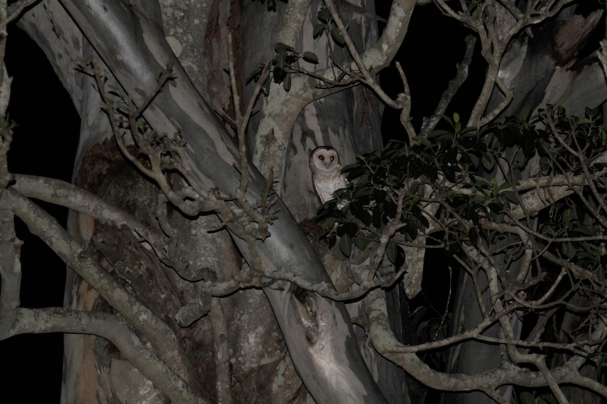 Australian Masked-Owl - ML364091381