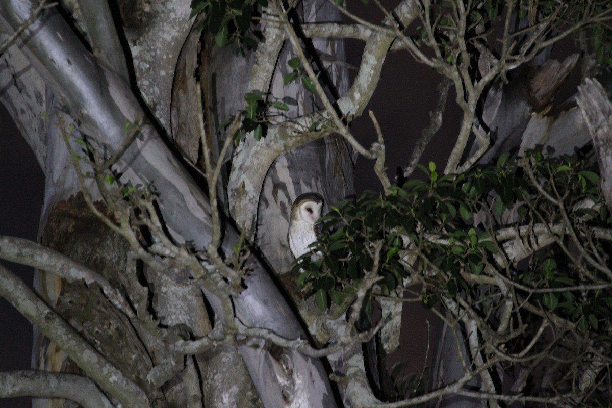 Australian Masked-Owl - ML364091391