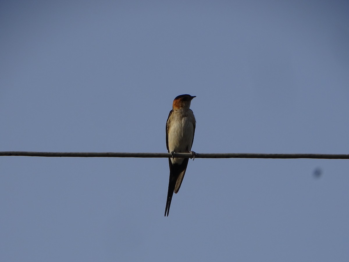 Red-rumped Swallow - ML364091541