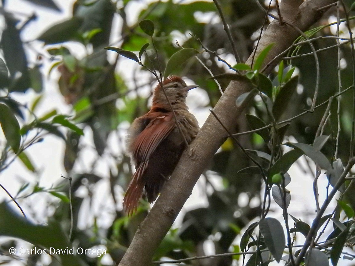 Rusty-backed Spinetail - ML364094361