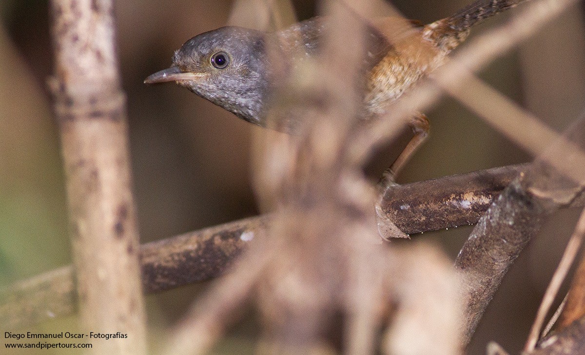 Spotted Bamboowren - Diego Oscar / Sandpiper Birding & Tours