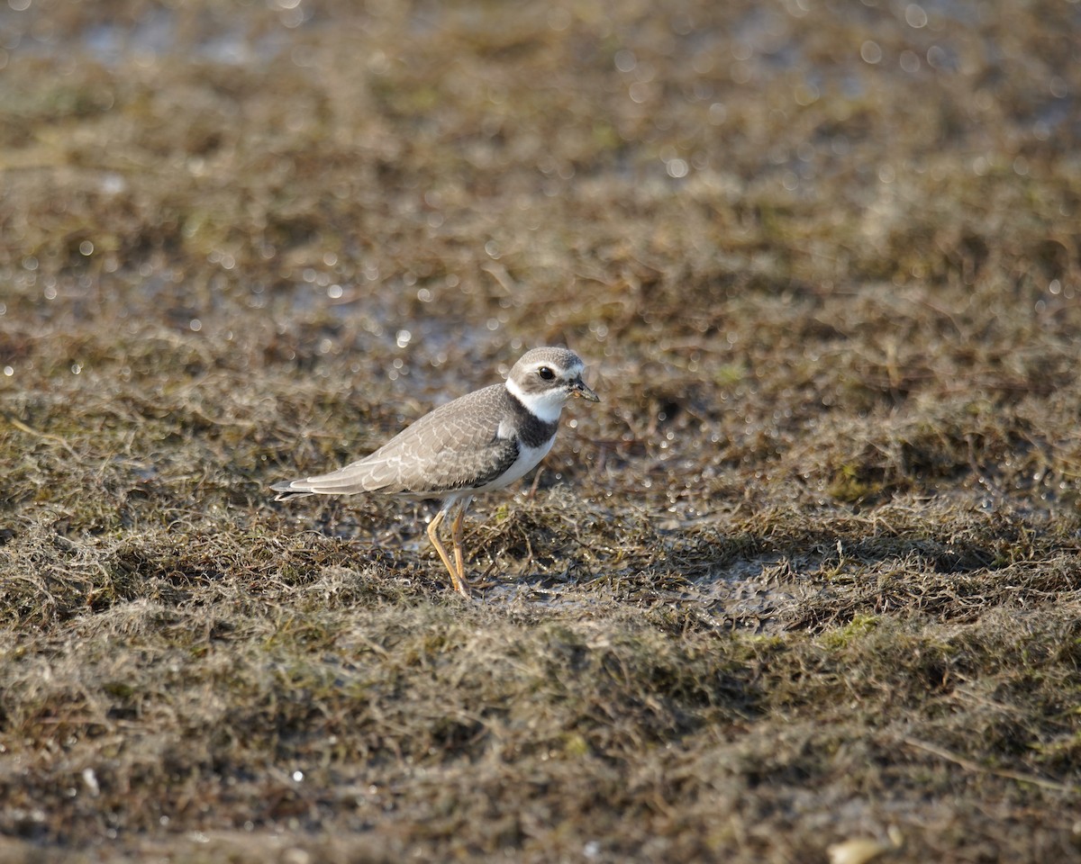 Semipalmated Plover - ML364109601