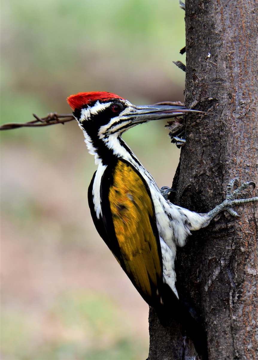White-naped Woodpecker - ML364109791