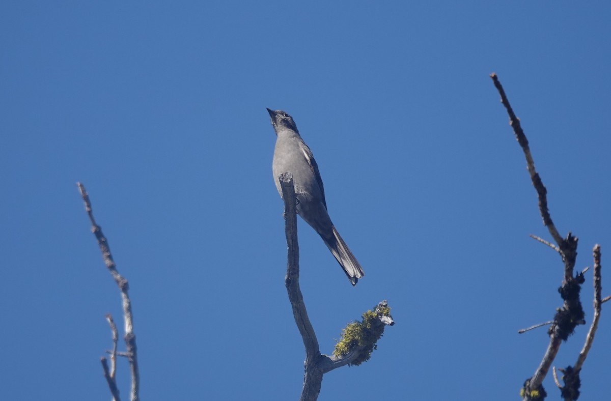 Townsend's Solitaire - Lonnie Somer