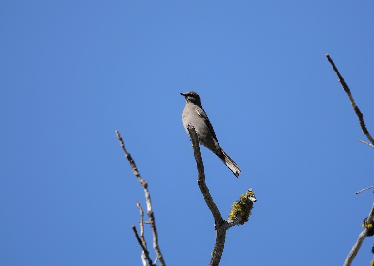 Townsend's Solitaire - ML364112121