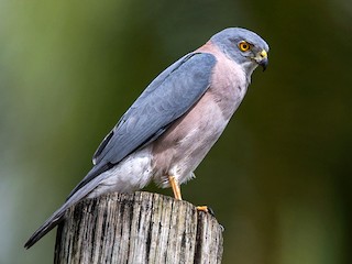 Pussy doggy uslubida sikish