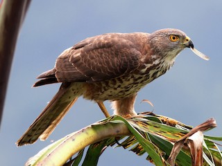 Молодая птица - Guy Poisson - ML364112781
