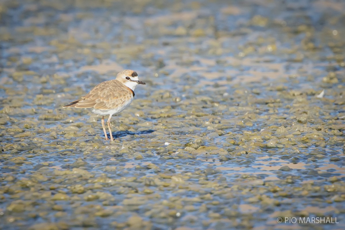 Collared Plover - ML364115531