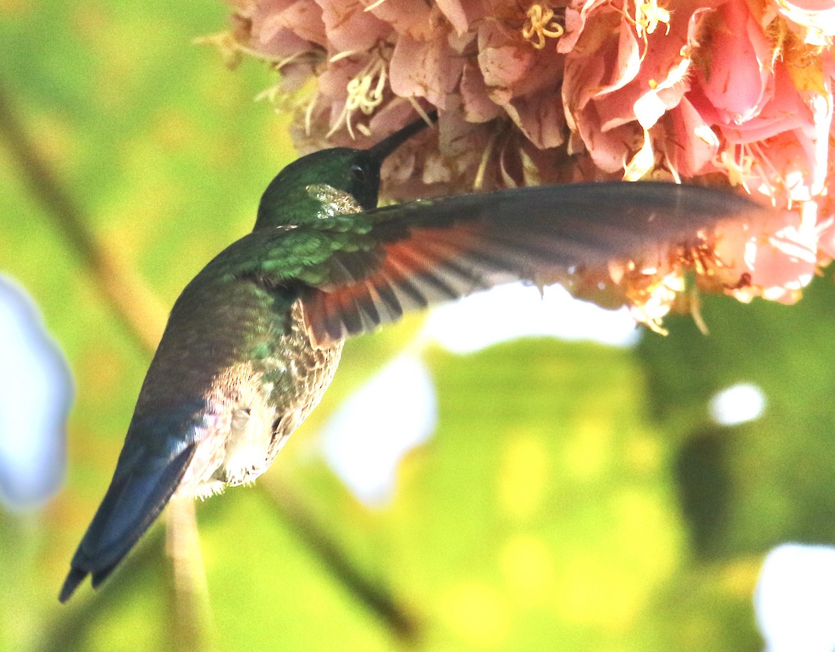 Blue-tailed Hummingbird - Connie Lintz
