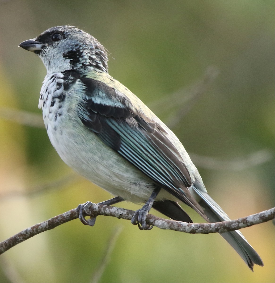 Azure-rumped Tanager - Connie Lintz