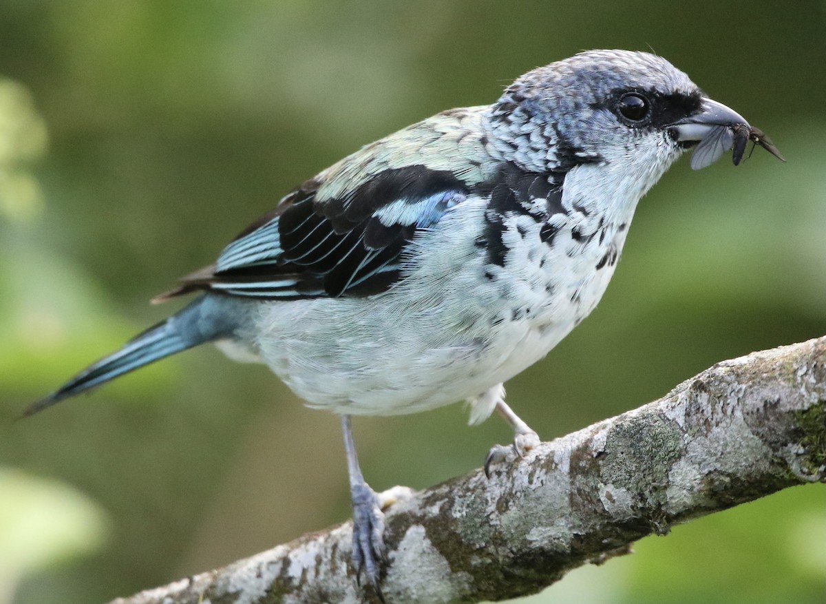 Azure-rumped Tanager - ML364116821