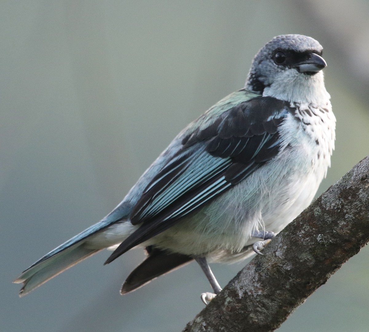 Azure-rumped Tanager - ML364116841
