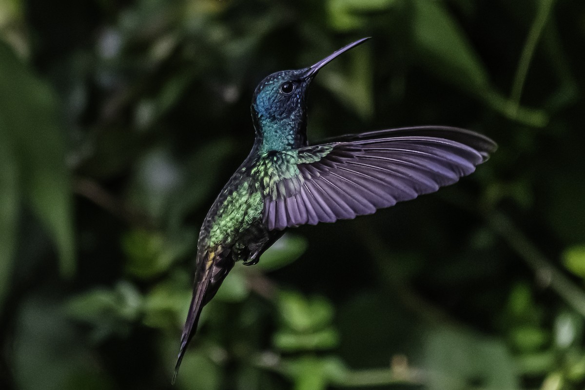 Swallow-tailed Hummingbird - Amed Hernández