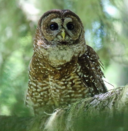 Spotted Owl - ML364136721