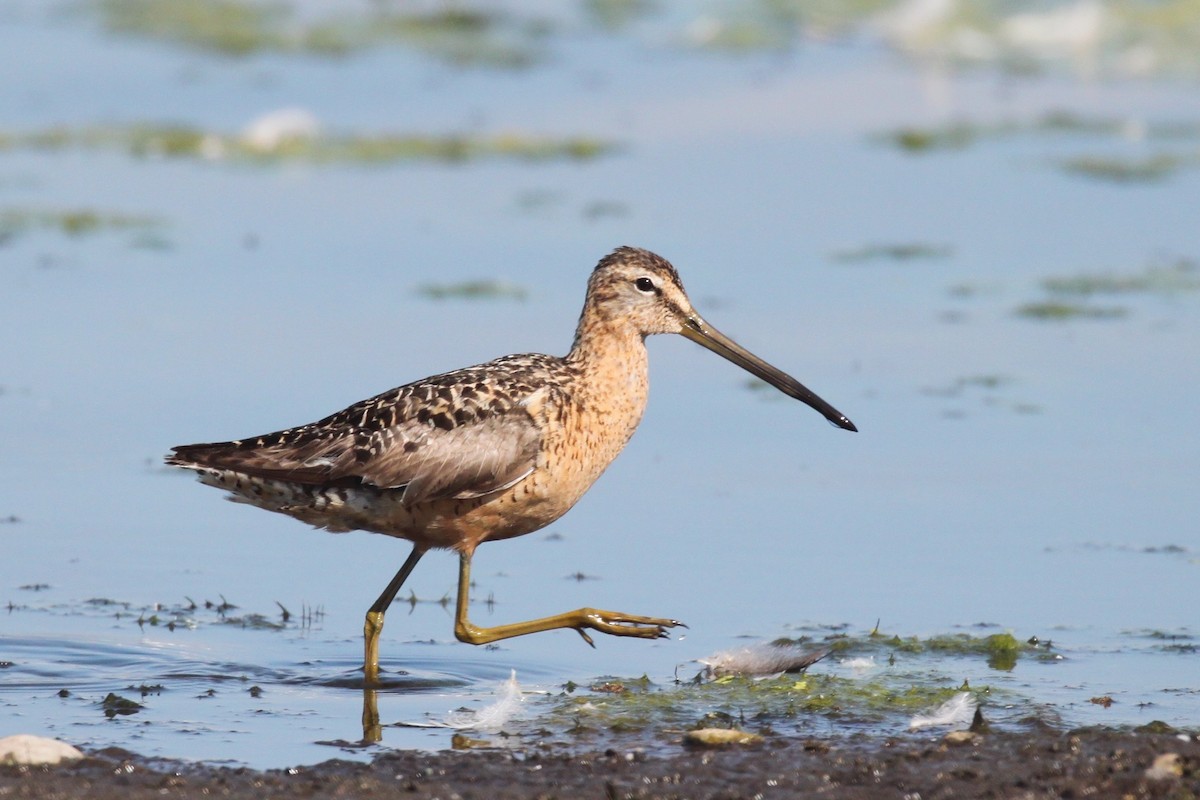 Long-billed Dowitcher - ML364138161