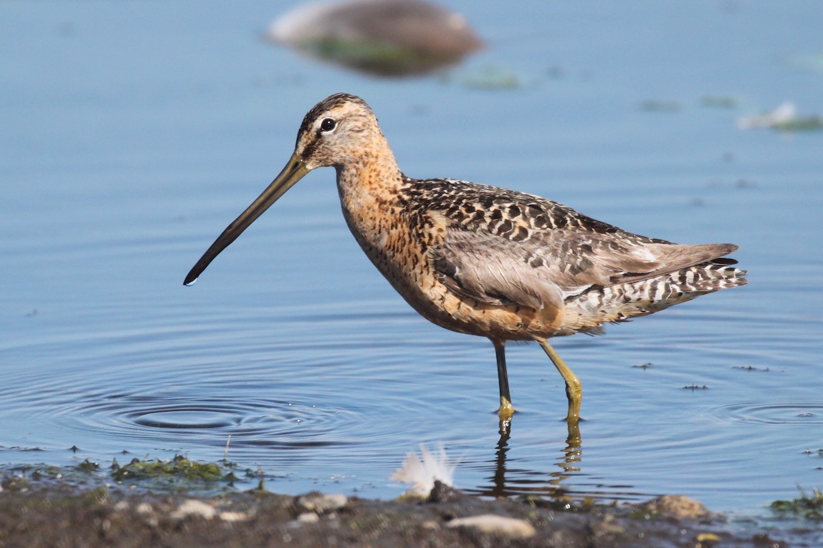 Long-billed Dowitcher - ML364138171