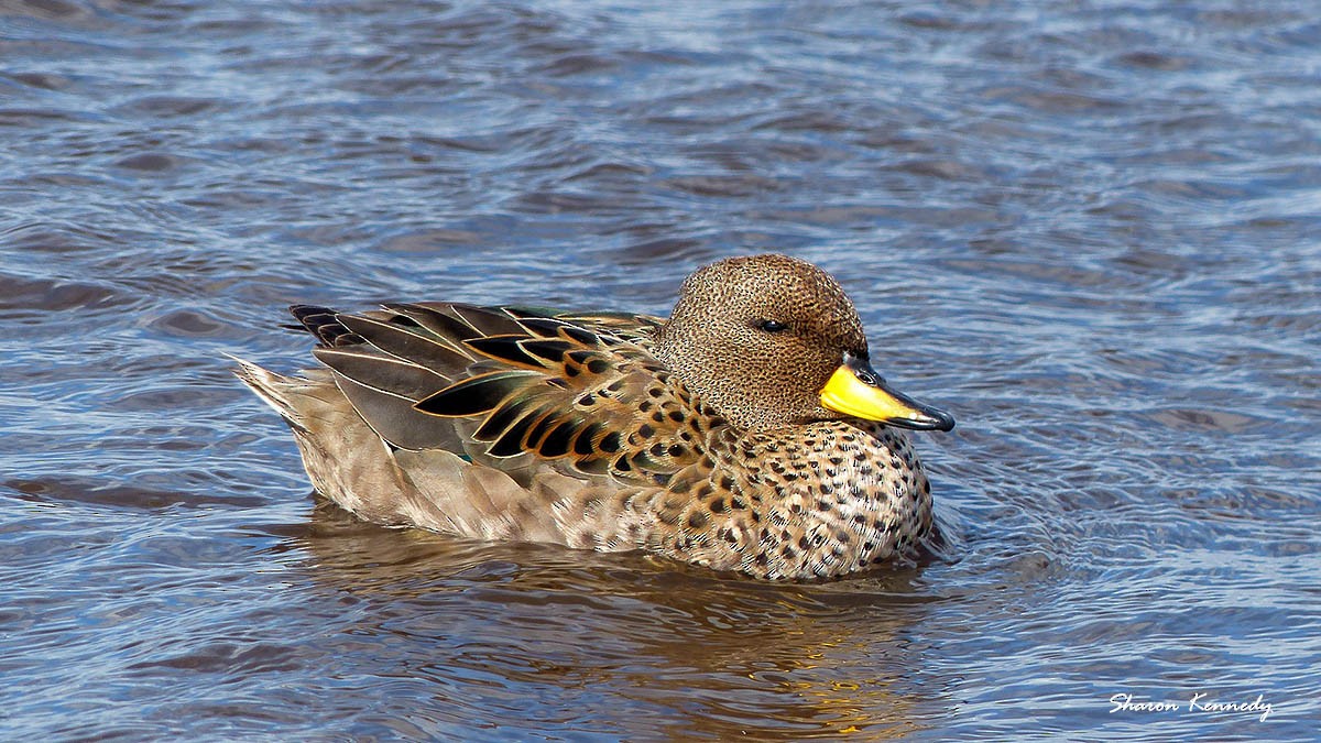 Yellow-billed Teal - Sharon Kennedy