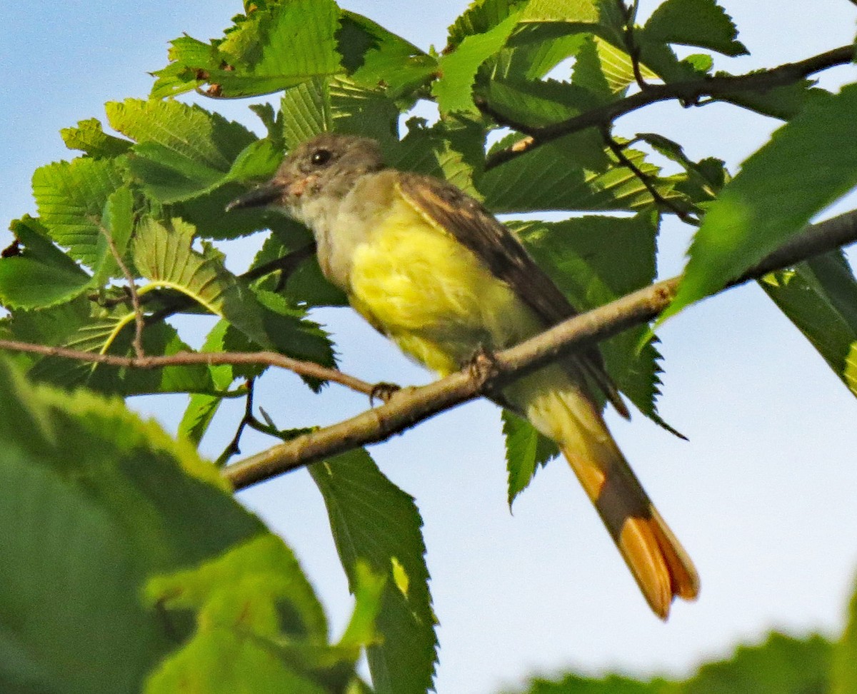Great Crested Flycatcher - ML364148371