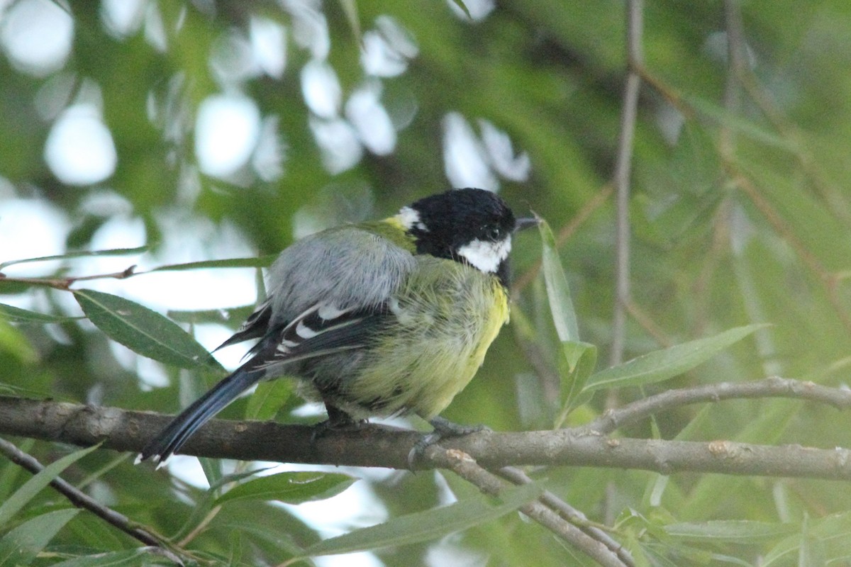 Green-backed Tit - ML36414911