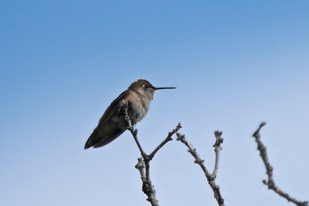 Broad-tailed Hummingbird - Margaret Sloan