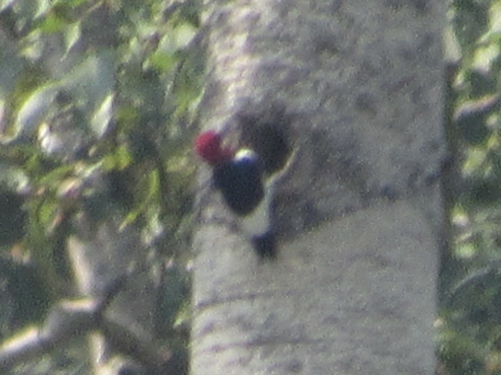 Red-headed Woodpecker - ML364160431