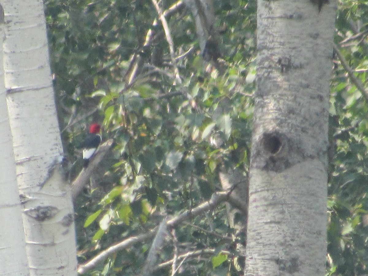 Red-headed Woodpecker - ML364160531