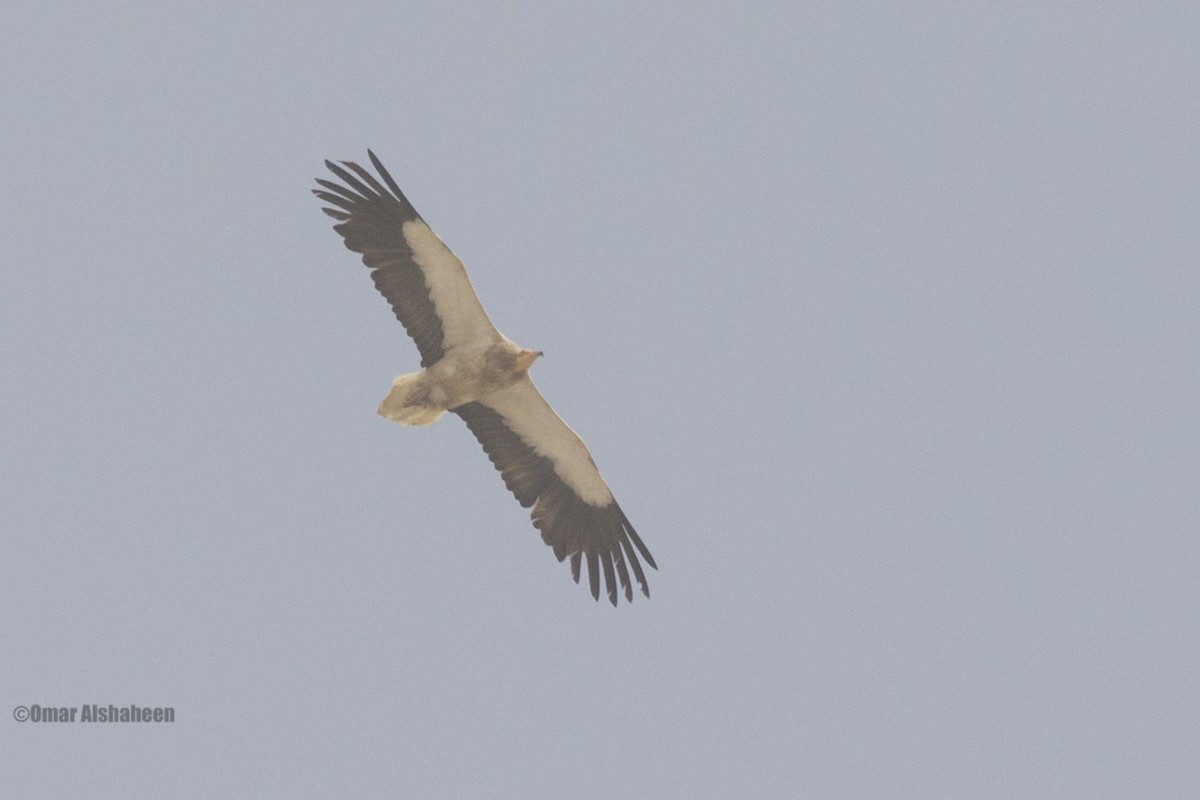 Egyptian Vulture - ML36416161