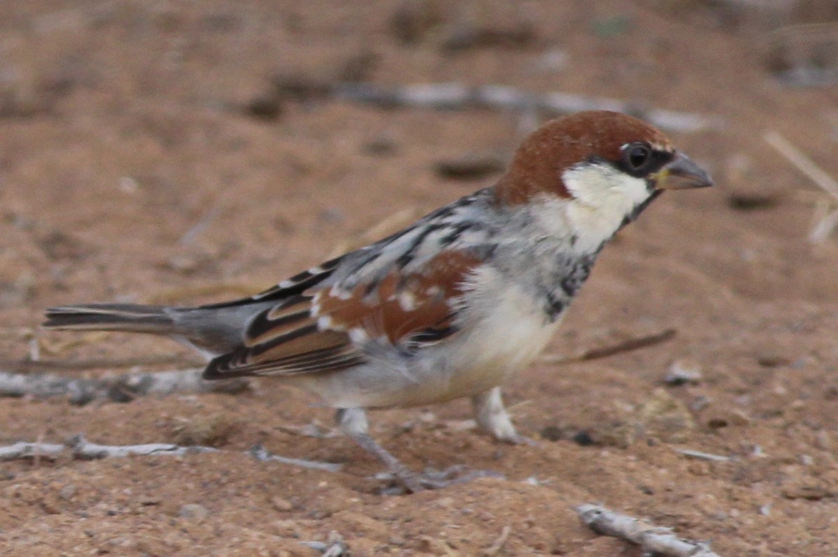 Somali Sparrow - ML36416181
