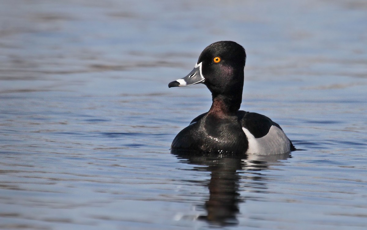 Ring-necked Duck - ML36416231