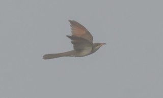 Yellow-billed Cuckoo, ML364164241
