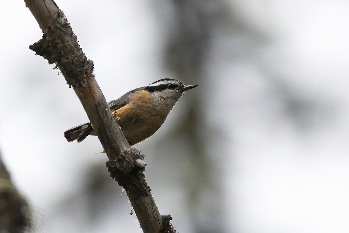 Red-breasted Nuthatch - Jacob Miller