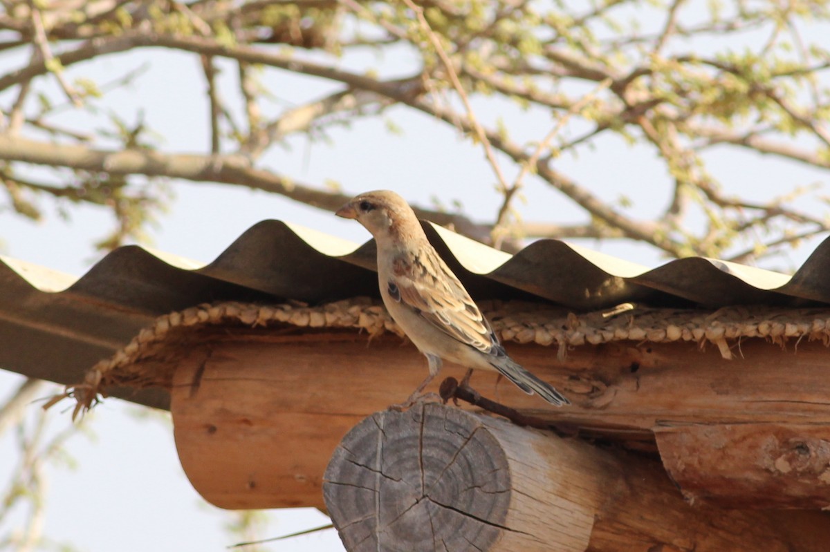 Somali Sparrow - ML36416611