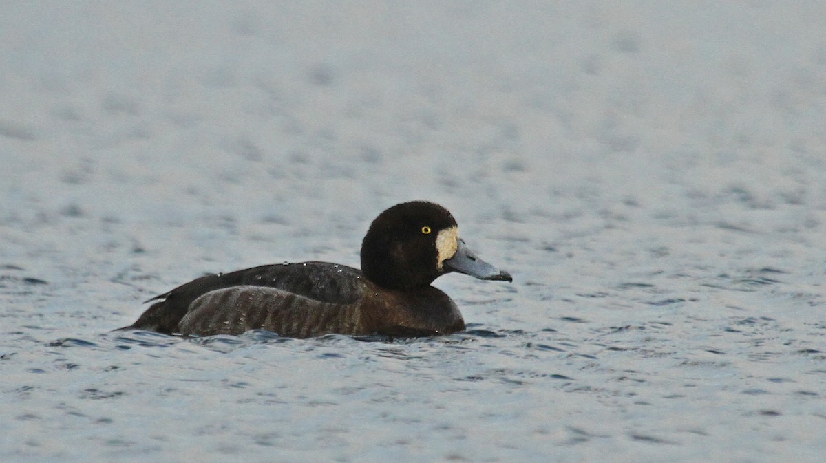 Greater Scaup - ML36416821
