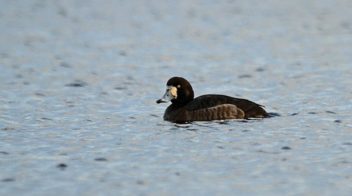 Greater Scaup - ML36416831