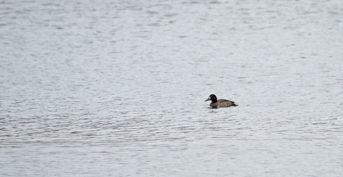 Greater Scaup - ML36416851