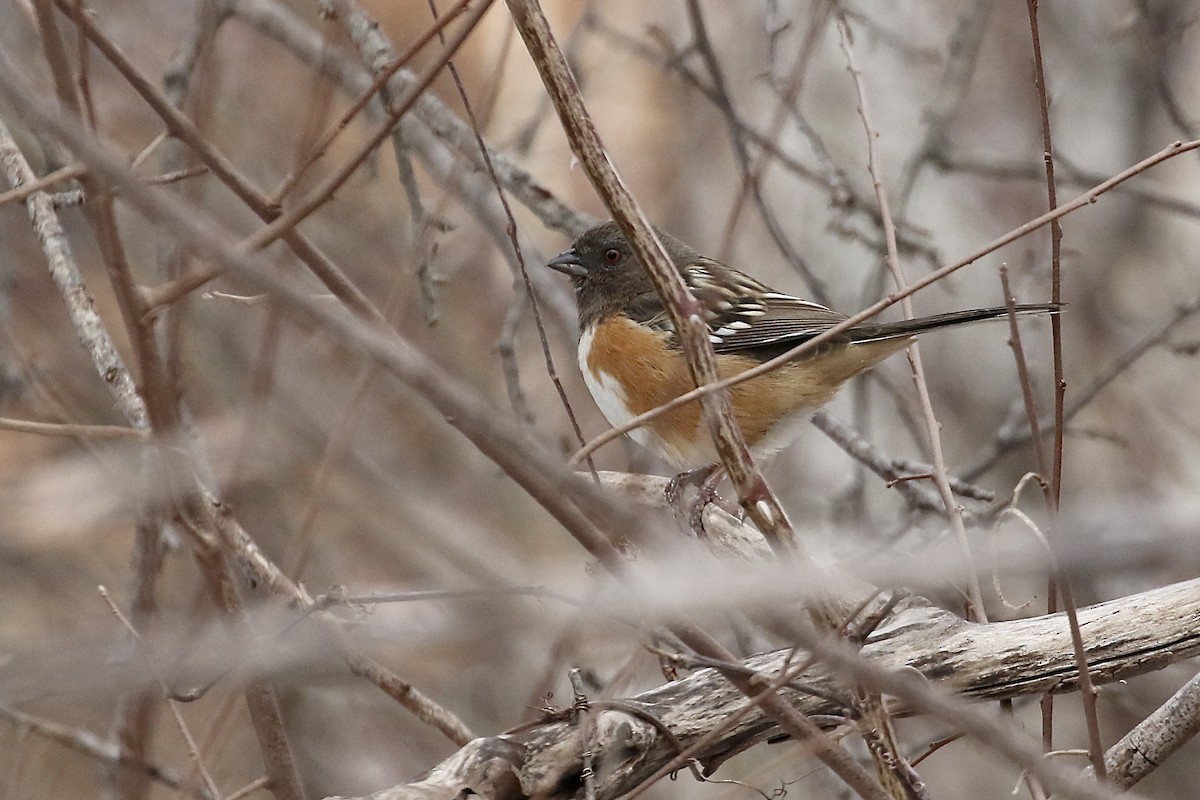 Spotted Towhee - ML364175531
