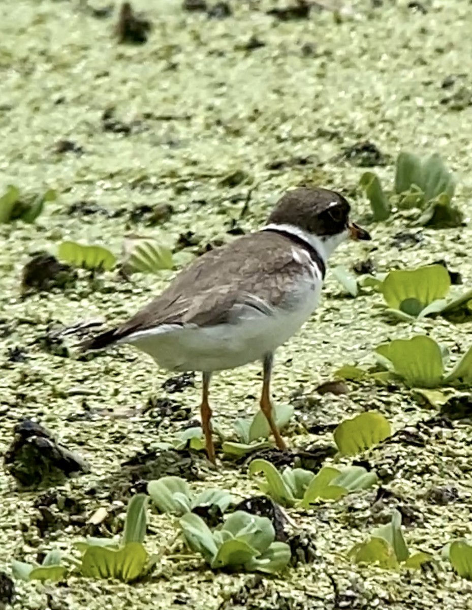 Semipalmated Plover - ML364177231