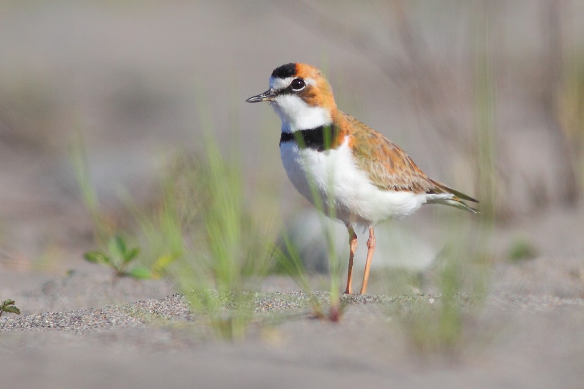 Collared Plover - ML36417971