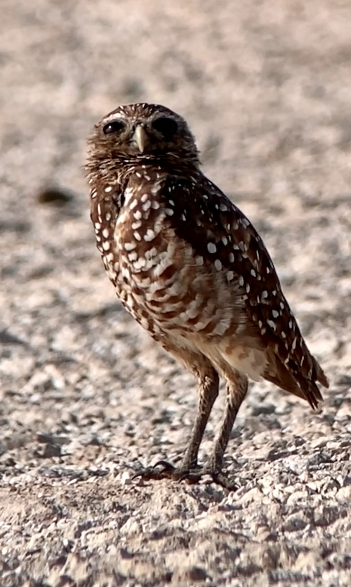Burrowing Owl - ML364181211