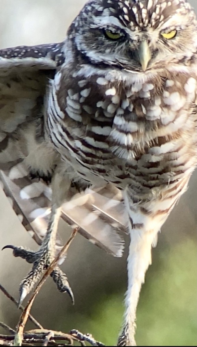 Burrowing Owl - ML364181221