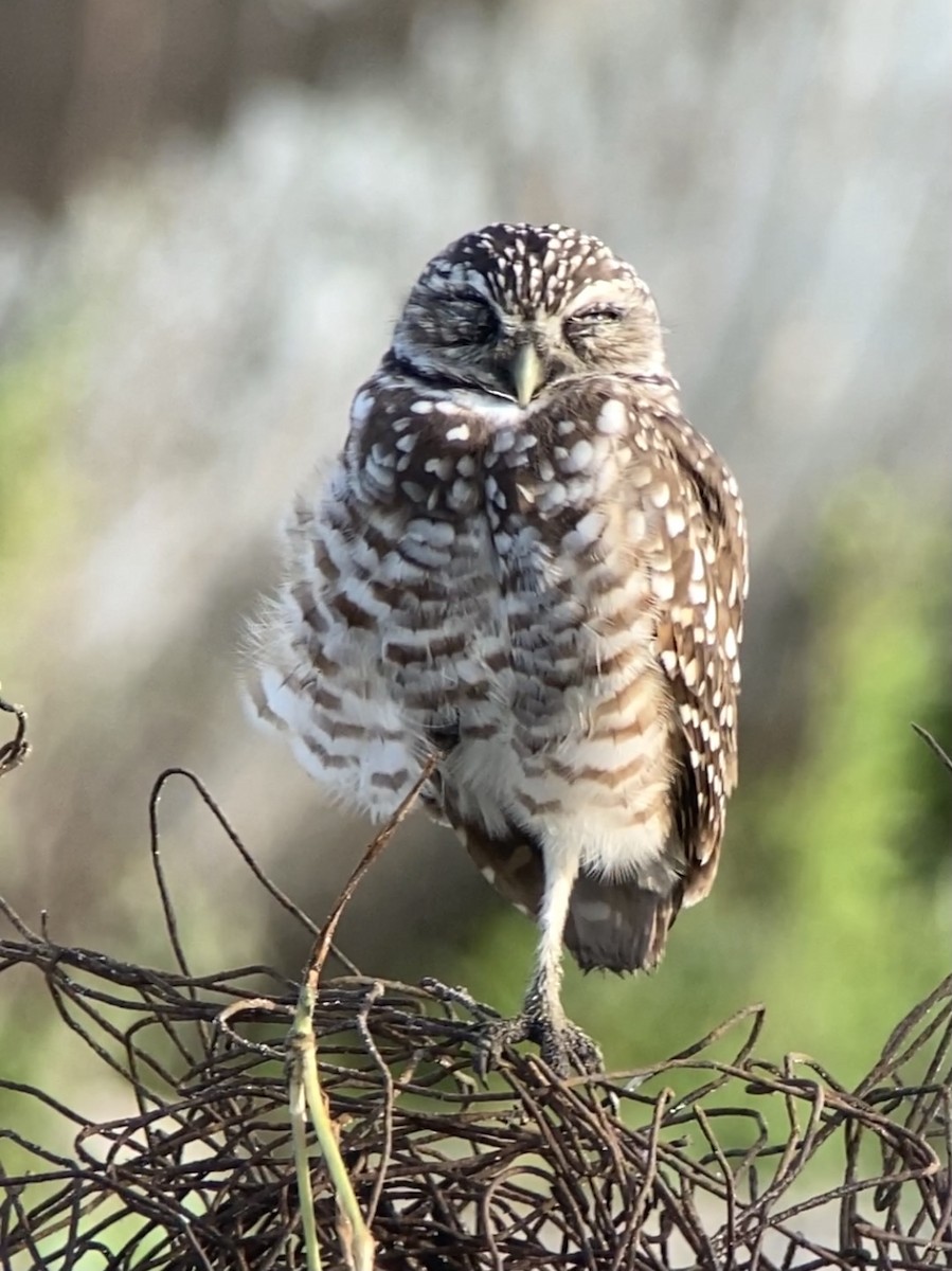 Burrowing Owl - ML364181241
