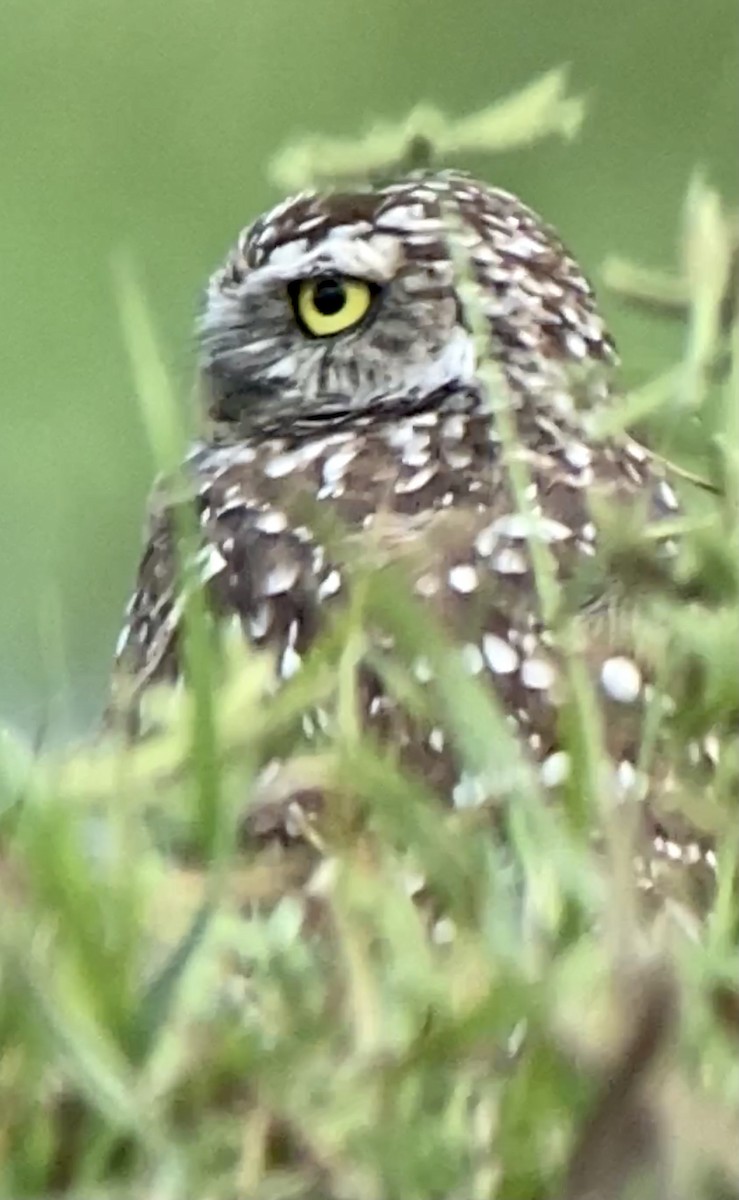 Burrowing Owl - ML364181261