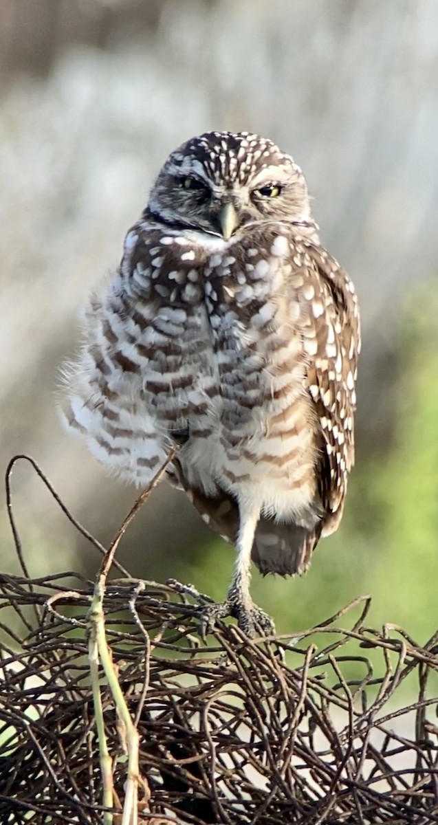 Burrowing Owl - ML364181301