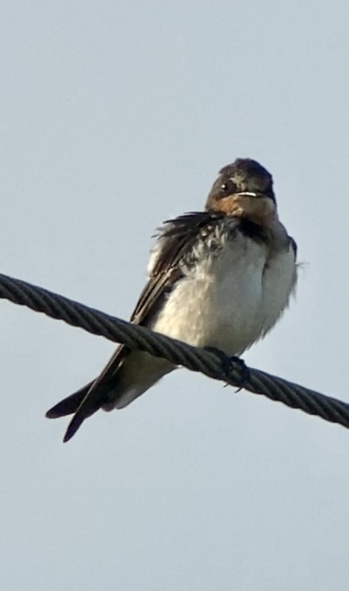 Barn Swallow - ML364181541