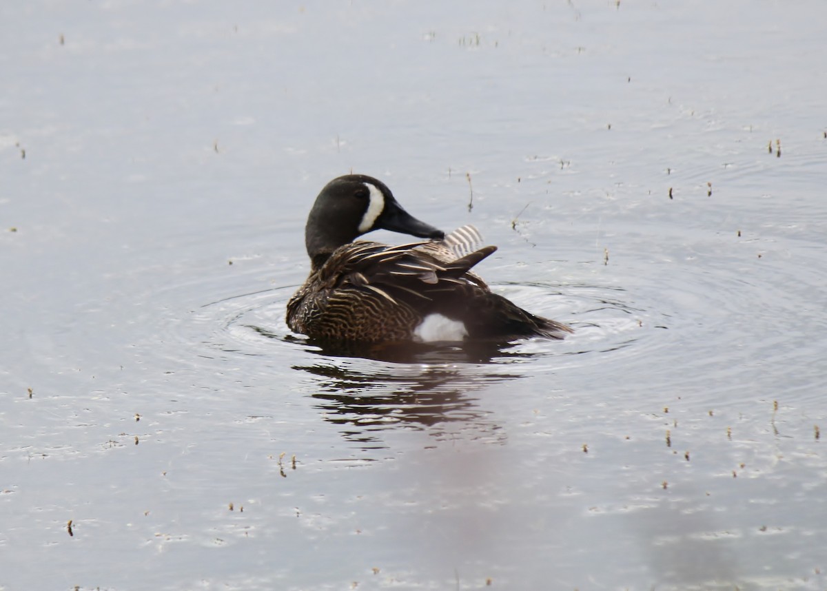 Blue-winged Teal - ML36418491