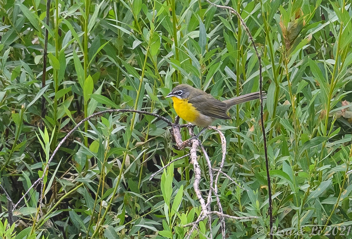 Yellow-breasted Chat - ML364187281