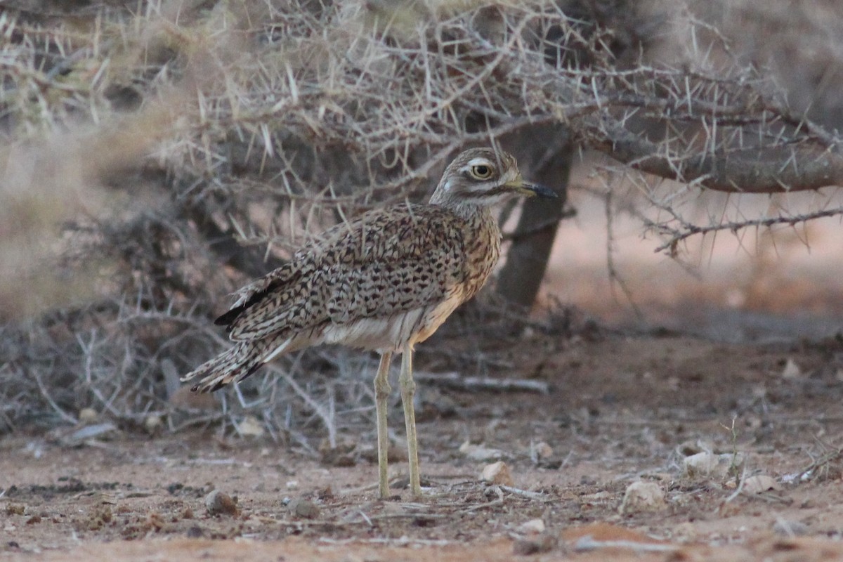 Spotted Thick-knee - ML36418901