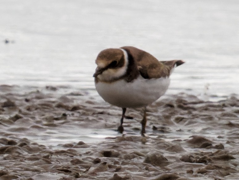 Common Ringed Plover - ML364195141